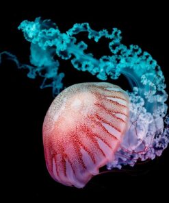 Fototapeta Růžová medúza