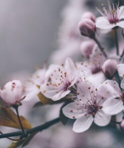 Fototapeta Spring White