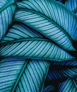 Fototapeta Blue Leaves 4