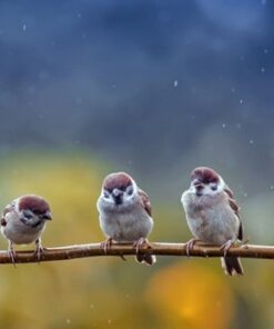 Fototapeta Little Birds 3