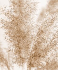 Fototapeta Beige Reed