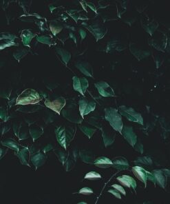 Samolepka na stěnu Dark Leaves 2