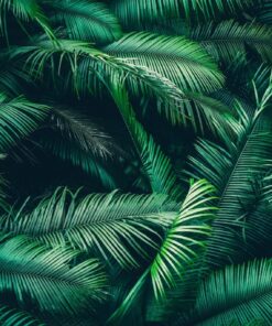 Fototapeta Dark Green Leaves 2