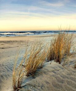 Fototapeta Baltic Dunes