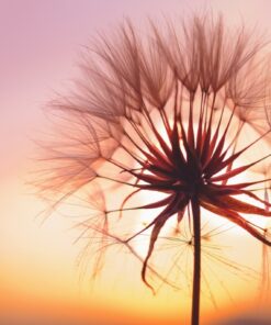 Fototapeta Slunce v pampelišky