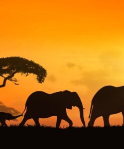 Fototapeta Sloní rodina 3