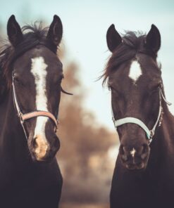 Fototapeta Portrét dvou koní