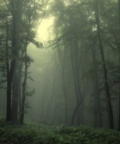 Fototapeta Forest After Rain