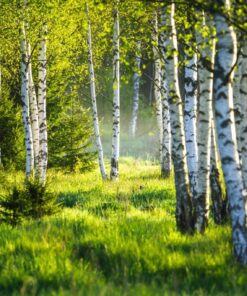 Fototapeta Spring Birches