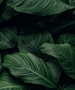 Nálepka na stěnu pozadí listů 2