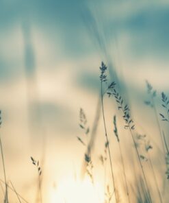 Fototapeta Divoká tráva 3