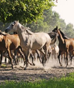 Fototapeta Koně na pastvě 3