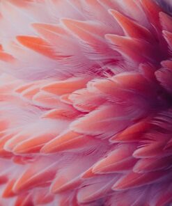 Fototapeta Flamingo peří