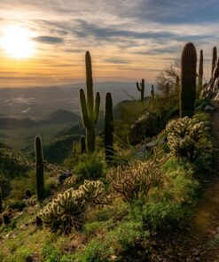 Fototapeta Kaktusy na západě