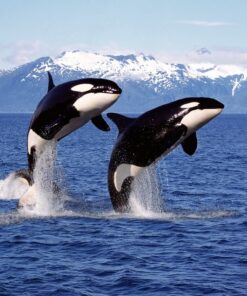 Fototapeta Dva skřeti