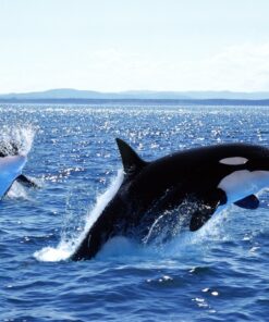 Fototapeta Orca skok