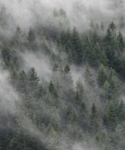 Fototapeta Wandering Fog