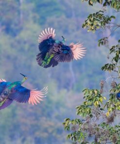 Fototapeta Létající pávi