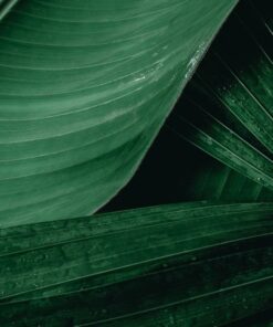 Fototapeta Dva listy