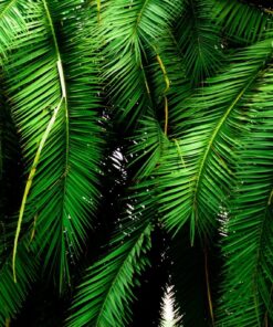 Fototapeta Green Palm 2