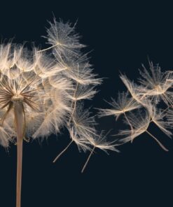 Fototapeta Start of pyl