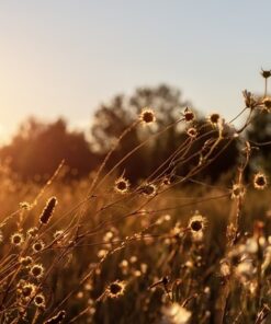 Fototapeta Divoká tráva na západě