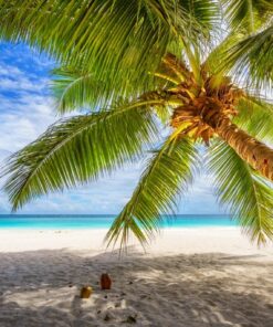 Fototapeta Tilted Palm Tree