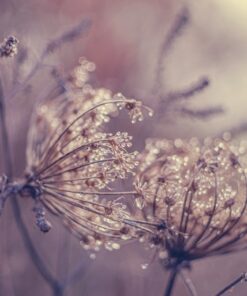 Fototapeta Morning Dew 3