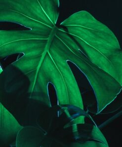 Fototapeta Green Leaf