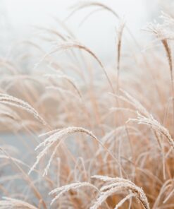 Fototapeta Jinovatka na čepelích