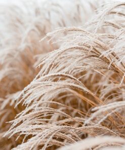 Fototapeta Frosted Leaves
