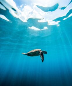 Fototapeta Želva v oceánu