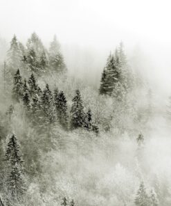 Fototapeta Mlha a les