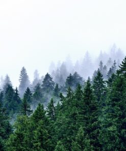 Fototapeta Vrcholy stromů v mlze