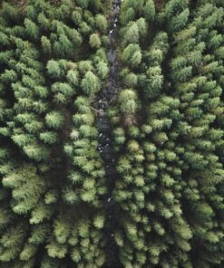 Fototapeta Vrcholky stromů