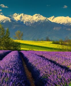 Fototapeta Lavender Rows