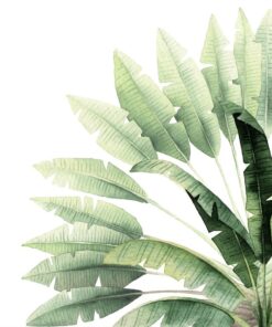 Fototapeta Fan Leaves