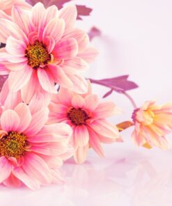 Fototapeta Margaretek roses