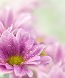 Fototapeta Violet Margaretki