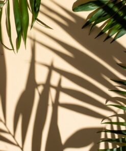 Fototapeta Stín palmy