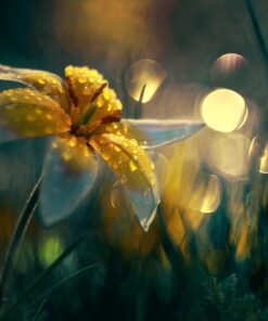 Fototapeta Dew drops