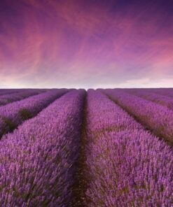 Fototapeta Levandule vůně