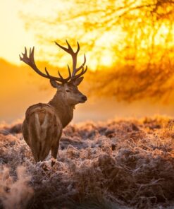 Fototapeta Deer at Dawn 2