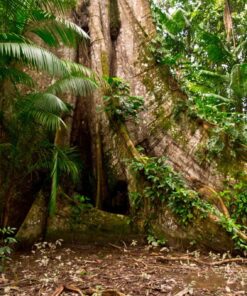 Fototapeta Wild Path