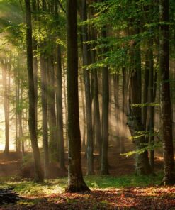 Fototapeta Lesní paprsky