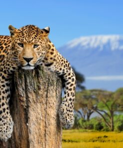 Fototapeta Leopards Relax