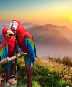 Fototapeta Dva papoušci