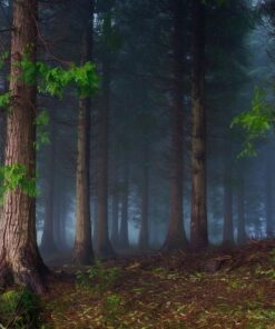 Fototapeta Temný les 3