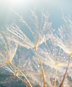 Fototapeta White Light