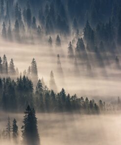 Fototapeta Fog Like Rain